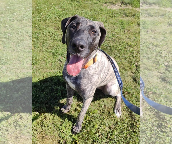 Medium Photo #3 Great Dane Puppy For Sale in St. Louis Park, MN, USA