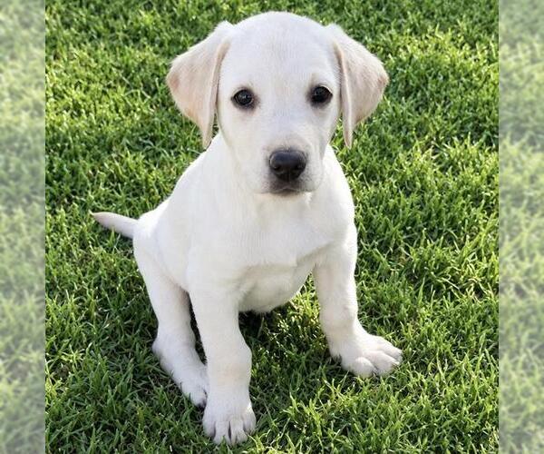 Medium Photo #1 Labrador Retriever-Unknown Mix Puppy For Sale in San Diego, CA, USA