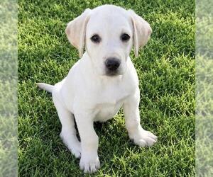 Labrador Retriever-Unknown Mix Dogs for adoption in San Diego, CA, USA