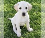 Huckleberry Finn Pup - Sid - Adopted! - Male Labrador Retriever-Unknown Mix Dog for Adoption - Small photo