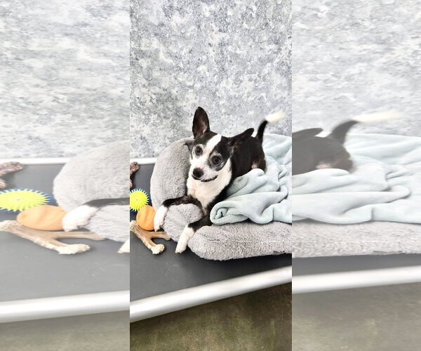 Medium Photo #3 Rat Terrier Puppy For Sale in Estherville, IA, USA