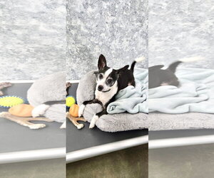 Mario - Male Rat Terrier Dog for Adoption - Photo #3