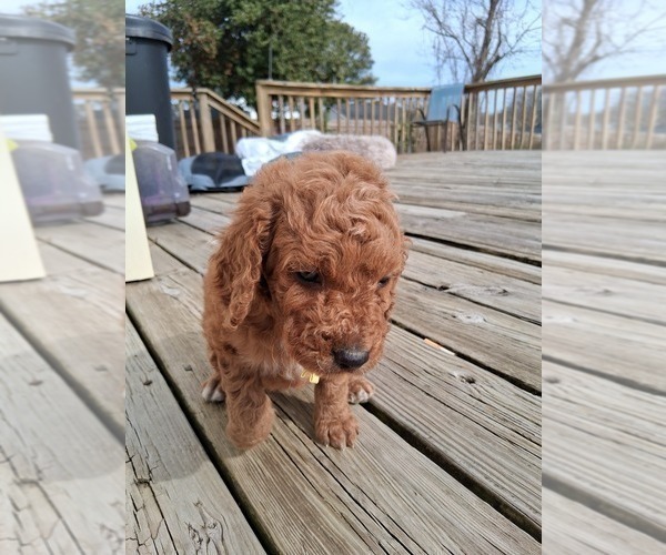 Medium Photo #16 Goldendoodle (Miniature) Puppy For Sale in GASTONIA, NC, USA