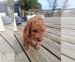 Small Photo #57 Goldendoodle (Miniature) Puppy For Sale in GASTONIA, NC, USA