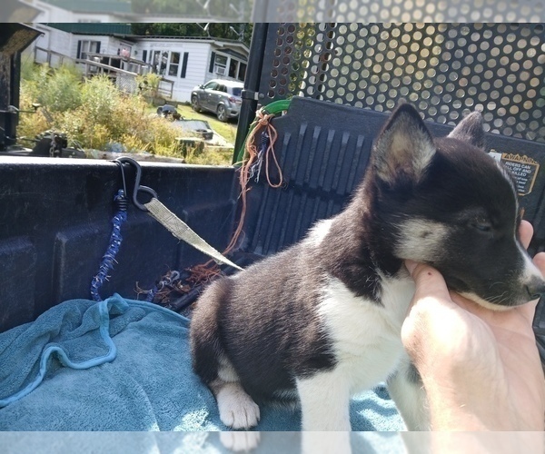 Medium Photo #3 Siberian Husky Puppy For Sale in LONG EDDY, NY, USA