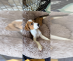 Small Photo #2 Labrador Retriever-Unknown Mix Puppy For Sale in MIDWAY, UT, USA