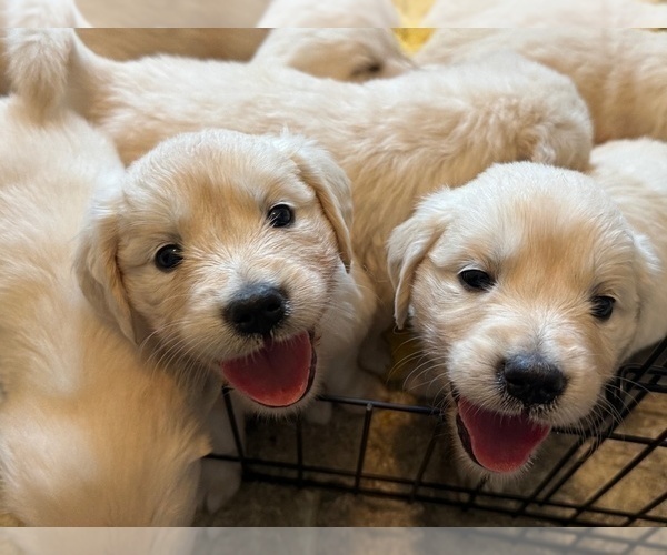Medium Photo #10 English Cream Golden Retriever Puppy For Sale in BYRON CENTER, MI, USA