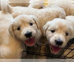 Small #9 English Cream Golden Retriever