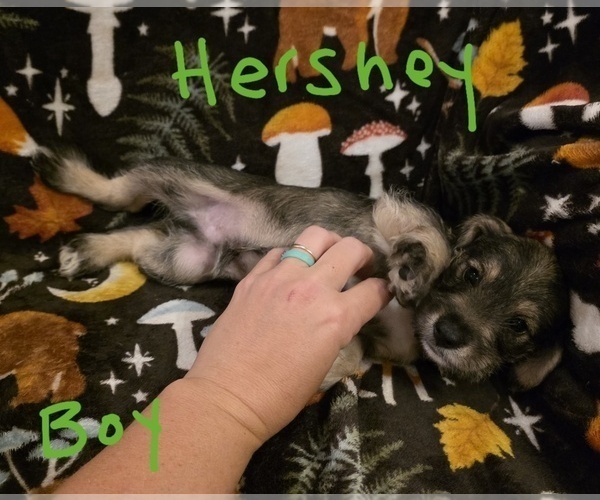 Medium Photo #14 Chizer Puppy For Sale in MONTEZUMA, GA, USA