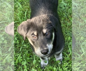 Goberian Puppy for sale in MORGANTOWN, IN, USA