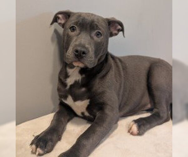 Medium Photo #1 Mutt Puppy For Sale in Wenonah, NJ, USA