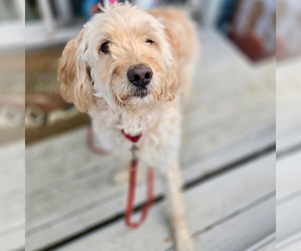 Medium Photo #3 Golden Retriever-Unknown Mix Puppy For Sale in Canton, CT, USA