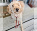 Small #2 Golden Retriever Mix