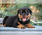 Small #1 Rottweiler