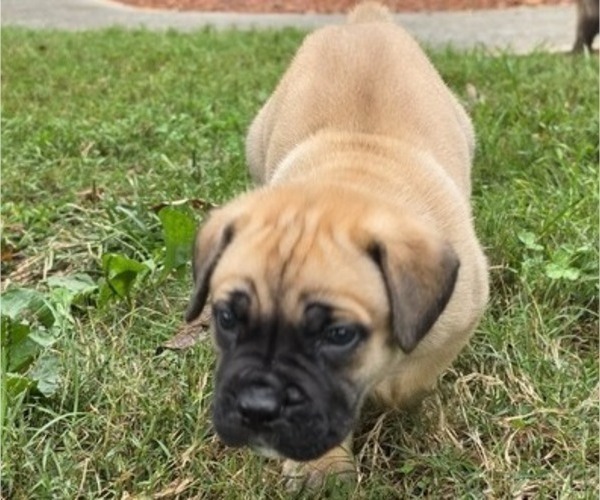 Medium Photo #11 Cane Corso Puppy For Sale in MOORESBORO, NC, USA