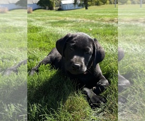 Labrador Retriever Dog for Adoption in FREDERICKSBG, Ohio USA