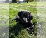 Image preview for Ad Listing. Nickname: Cleo
