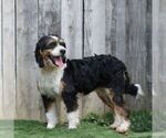 Small Photo #1 Bernedoodle (Miniature) Puppy For Sale in LITITZ, PA, USA