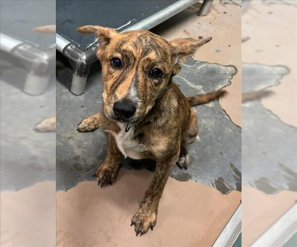 Medium Photo #1 Catahoula Leopard Dog-Unknown Mix Puppy For Sale in Texas City, TX, USA
