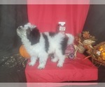 Small Photo #3 Bernedoodle-Poodle (Toy) Mix Puppy For Sale in BLACK FOREST, CO, USA