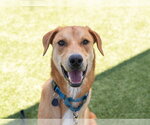 Small #3 Labrador Retriever Mix