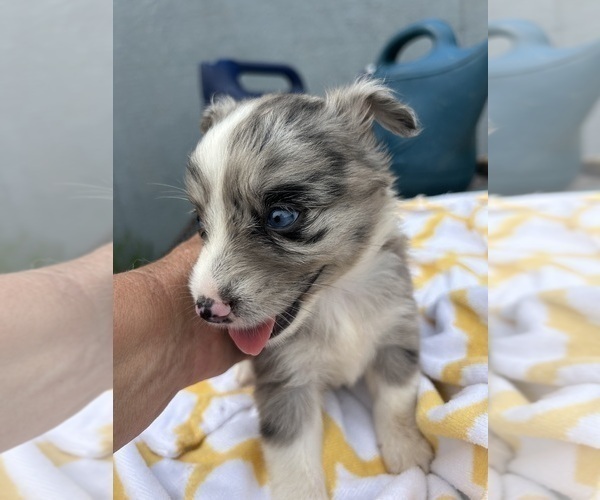 Medium Photo #13 Miniature Australian Shepherd Puppy For Sale in BUSH, LA, USA