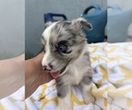 Small Photo #13 Miniature Australian Shepherd Puppy For Sale in BUSH, LA, USA