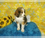 Small Photo #84 Bernedoodle-Poodle (Toy) Mix Puppy For Sale in BLACK FOREST, CO, USA