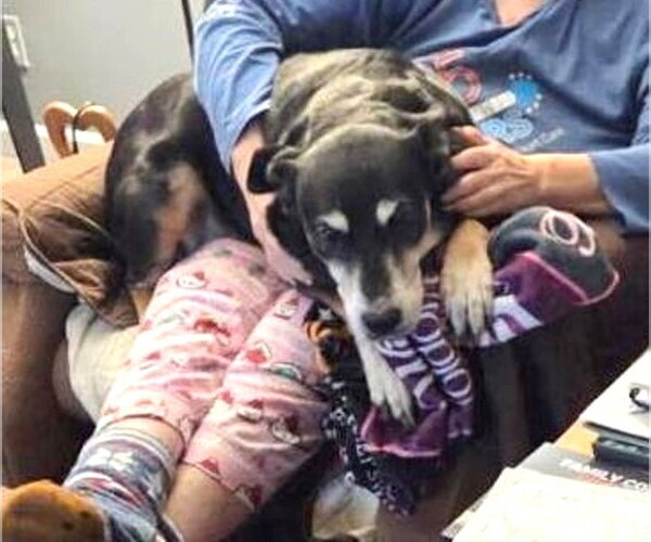 Medium Photo #2 German Shepherd Dog-Unknown Mix Puppy For Sale in Rootstown, OH, USA