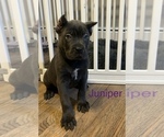 Puppy Juniper Cane Corso