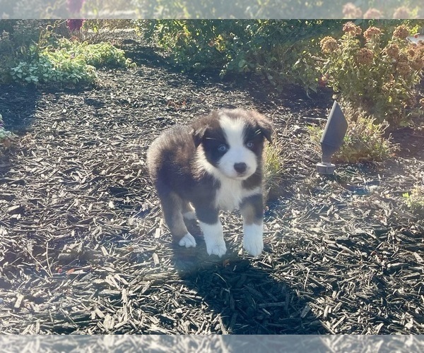 Medium Photo #6 Australian Shepherd Puppy For Sale in LODA, IL, USA