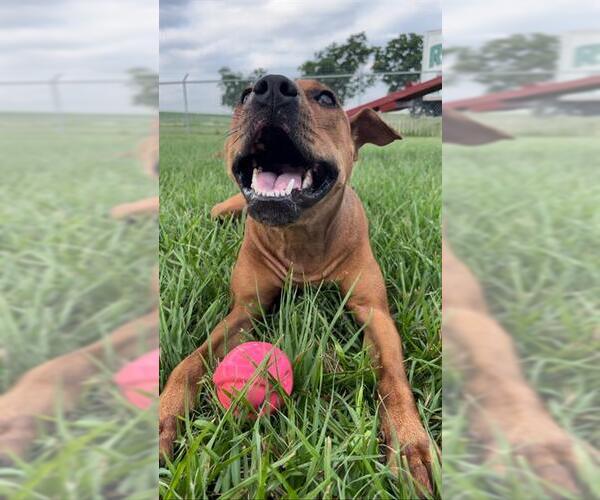Medium Photo #1 Rhodesian Ridgeback-Unknown Mix Puppy For Sale in Rosenberg, TX, USA