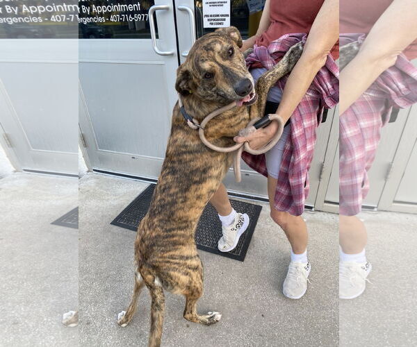 Medium Photo #6 Labrador Retriever-Plott Hound Mix Puppy For Sale in Sanford, FL, USA