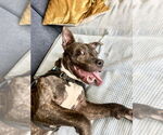 Small #11 Mutt