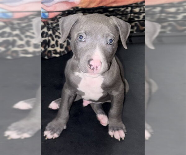 Medium Photo #1 Mutt Puppy For Sale in Sacramento, CA, USA