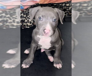 Mutt Dogs for adoption in Sacramento, CA, USA