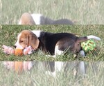 Small Photo #9 Beagle Puppy For Sale in MORRILL, KS, USA