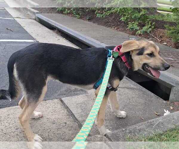 Medium Photo #6 German Shepherd Dog-Unknown Mix Puppy For Sale in Silver Spring, MD, USA