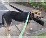 Small #5 German Shepherd Dog Mix