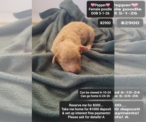 Poodle (Toy) Puppy for sale in TUCSON, AZ, USA