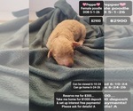 Small Poodle (Toy)