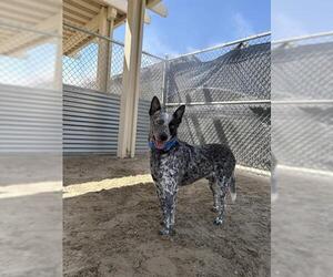 Mutt Dogs for adoption in Riverside, CA, USA
