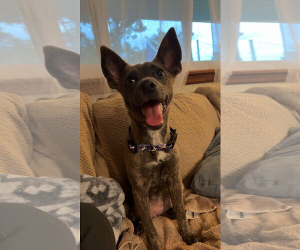 Medium Photo #2 Holland Shepherd-Unknown Mix Puppy For Sale in Topeka, KS, USA