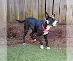 Small #3 Boxer Mix