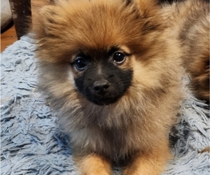 Pomeranian Puppy for sale in HAMPTON, VA, USA