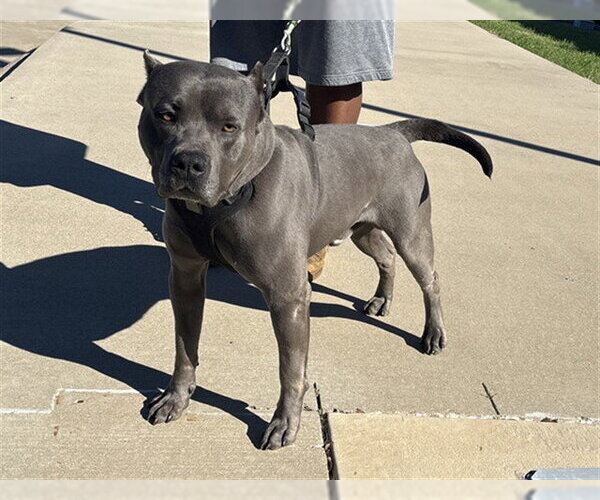 Medium Photo #1 American Staffordshire Terrier-Unknown Mix Puppy For Sale in Grand Prairie, TX, USA