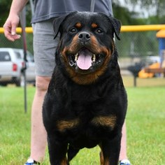 Father of the Rottweiler puppies born on 06/22/2018