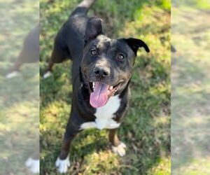 Mutt Dogs for adoption in Riverside, CA, USA