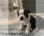 Puppy George Boston Terrier