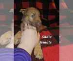 Small #17 German Shepherd Dog-Siberian Husky Mix